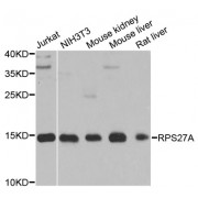 Western blot analysis of extracts of various cell lines, using RPS27A antibody (abx001644) at 1/1000 dilution.