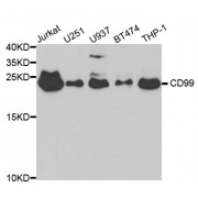 Western blot analysis of extracts of various cell lines, using CD99 antibody (abx001645) at 1/1000 dilution.