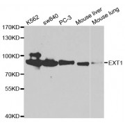 Western blot analysis of extracts of various cell lines, using EXT1 antibody (abx001647) at 1/1000 dilution.