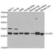 Western blot analysis of extracts of various cell lines, using CLDN7 antibody (abx001652) at 1/1000 dilution.