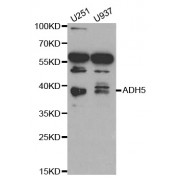Western blot analysis of extracts of various cell lines, using ADH5 antibody (abx001658) at 1/1000 dilution.