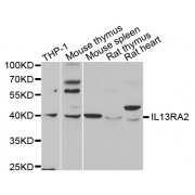 Western blot analysis of extracts of various cell lines, using IL13RA2 antibody (abx001660) at 1/1000 dilution.