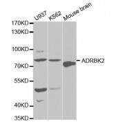 Western blot analysis of extracts of various cell lines, using ADRBK2 antibody (abx001666) at 1/1000 dilution.