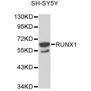 Western blot analysis of extracts of SH-SY5Y cells, using RUNX1 antibody (abx001672) at 1/1000 dilution.