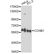 Western blot analysis of extracts of various cell lines, using CCNB1 Antibody (abx001673) at 1/1000 dilution.