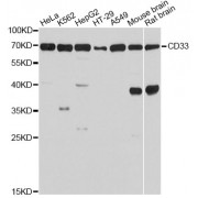 Western blot analysis of extracts of various cell lines, using CD33 Antibody (abx001676) at 1/1000 dilution.