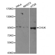 Western blot analysis of extracts of various cell lines, using CHUK antibody (abx001679) at 1/500 dilution.