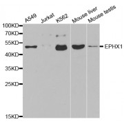 Western blot analysis of extracts of various cell lines, using EPHX1 antibody (abx001686) at 1/1000 dilution.