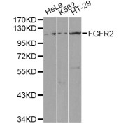 Western blot analysis of extracts of various cell lines, using FGFR2 antibody (abx001689) at 1/1000 dilution.