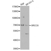 Western blot analysis of extracts of various cell lines, using XRCC6 antibody (abx001691) at 1/1000 dilution.
