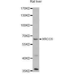 X-Ray Repair Cross Complementing 6 (XRCC6) Antibody