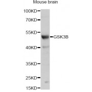 Western blot analysis of extracts of mouse brain, using GSK3B antibody (abx001694) at 1/1000 dilution.