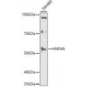 Western blot analysis of extracts of SW480 cells, using HNF4A antibody (1/1000 dilution).