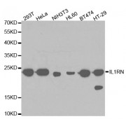 Western blot analysis of extracts of various cell lines, using IL1RN antibody (abx001700) at 1/1000 dilution.