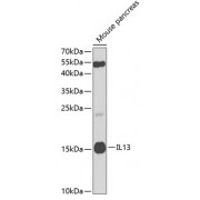 Western blot analysis of extracts of mouse pancreas, using IL13 antibody (abx001701) at 1/1000 dilution.