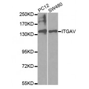 Western blot analysis of extracts of various cell lines, using ITGAV antibody (abx001703) at 1/500 dilution.