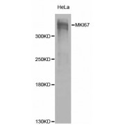 Western blot analysis of extracts of HeLa cells, using MKI67 antibody (abx001706) at 1/1000 dilution.