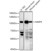 Western blot analysis of extracts of various cell lines, using MMP9 antibody.