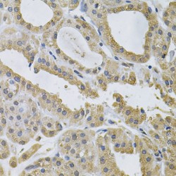 Neutrophil Cytosolic Factor 4 (NCF4) Antibody