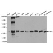 Western blot analysis of extracts of various cell lines, using NGFR antibody (abx001709) at 1/1000 dilution.