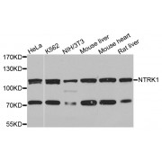 Western blot analysis of extracts of various cell lines, using NTRK1 antibody (abx001710) at 1/1000 dilution.