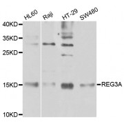 Western blot analysis of extracts of various cell lines, using REG3A antibody (abx001713) at 1/1000 dilution.