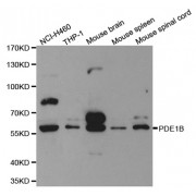 Western blot analysis of extracts of various cell lines, using PDE1B antibody (abx001714) at 1/500 dilution.