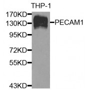 Western blot analysis of extracts of THP-1 cells, using PECAM1 antibody (abx001716) at 1/500 dilution.