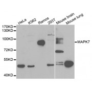 Western blot analysis of extracts of various cell lines, using MAPK7 antibody (abx001723) at 1/1000 dilution.