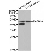 Western blot analysis of extracts of various cell lines, using MAPK10 antibody (abx001724) at 1/1000 dilution.