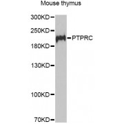 Western blot analysis of extracts of mouse thymus, using PTPRC antibody (abx001727) at 1/1000 dilution.