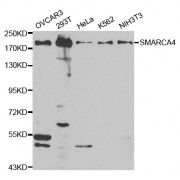 Western blot analysis of extracts of various cell lines, using SMARCA4 antibody (abx001729) at 1/500 dilution.