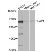 Western blot analysis of extracts of various cell lines, using UAP1 antibody (abx001731) at 1/1000 dilution.