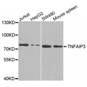 Western blot analysis of extracts of various cell lines, using TNFAIP3 antibody (abx001739) at 1/1000 dilution.
