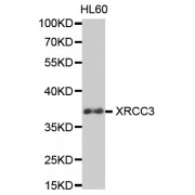 Western blot analysis of extracts of HL-60 cells, using XRCC3 antibody (abx001746) at 1/1000 dilution.