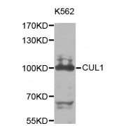 Western blot analysis of extracts of K-562 cells, using CUL1 antibody (abx001748) at 1/1000 dilution.