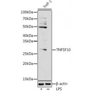 Western blot analysis of extracts of THP-1 cells, using TNFSF10 antibody (abx001750) at 1/1000 dilution.