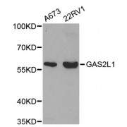 Western blot analysis of extracts of various cell lines, using GAS2L1 antibody (abx001755) at 1/500 dilution.