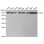Western blot analysis of extracts of various cell lines, using CHEK2 antibody (abx001757) at 1/1000 dilution.