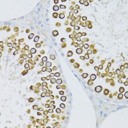 Piwi-Like Protein 1 (MIWI) Antibody