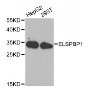 Western blot analysis of extracts of various cell lines, using ELSPBP1 antibody (abx001763) at 1/1000 dilution.