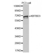 Western blot analysis of extracts of PC-3 cells, using KBTBD3 antibody (abx001764).