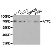 Western blot analysis of extracts of various cell lines, using ATF2 antibody (abx001767) at 1/1000 dilution.