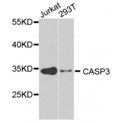 Western blot analysis of extracts of various cell lines, using CASP3 antibody (abx001768) at 1/1000 dilution.
