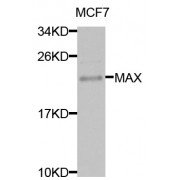 Western blot analysis of extracts of MCF-7 cells, using MAX antibody (abx001769) at 1/1000 dilution.
