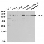 Western blot analysis of extracts of various cell lines, using CYP1A1 antibody (abx001771) at 1/1000 dilution.