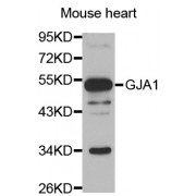 Western blot analysis of extracts of mouse heart, using GJA1 antibody (abx001775) at 1/1000 dilution.
