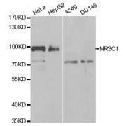 Western blot analysis of extracts of various cell lines, using NR3C1 antibody (abx001776) at 1/1000 dilution.