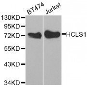 Western blot analysis of extracts of various cell lines, using HCLS1 antibody (abx001777) at 1/1000 dilution.