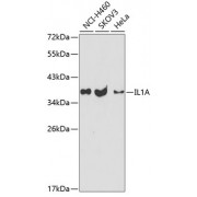 Western blot analysis of extracts of various cell lines, using IL1A antibody (abx001782) at 1/1000 dilution.